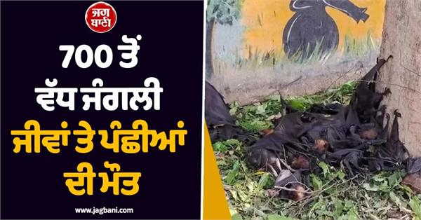 chhattisgarh heatwave turns deadly for wildlife