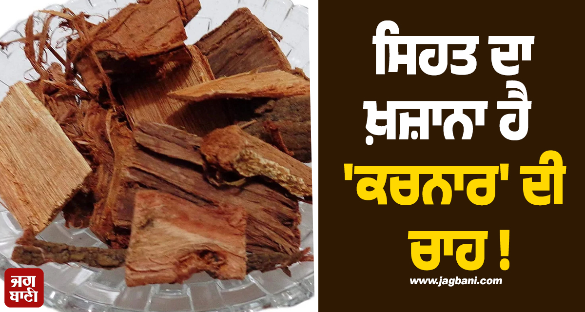 ਸਿਹਤ ਦਾ ਖ਼ਜ਼ਾਨਾ ਹੈ 'ਕਚਨਾਰ' ਦੀ ਚਾਹ ! ਜਾਣੋ ਇਸ ਦੇ ਪੀਣ ਦੇ ਹੈਰਾਨੀਜਨਕ ਫਾਇਦੇ