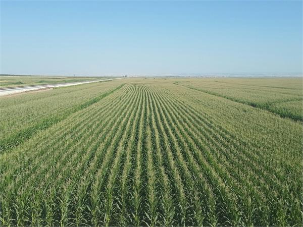 punjab monoculture