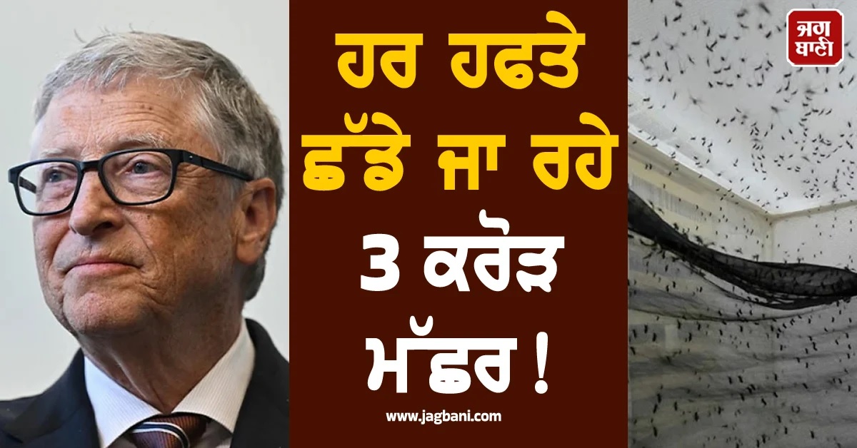 ਹੁਣ ਬਿਮਾਰੀਆਂ ਖਤਮ ਕਰੇਗਾ ਲਾਰਵਾ! ਬਿੱਲ ਗੇਟਸ ਦੀ ਫੈਕਟਰੀ ''ਚੋਂ ਹਰ ਹਫਤੇ ਛੱਡੇ ਜਾ ਰਹੇ 3 ਕਰੋੜ ਮੱਛਰ