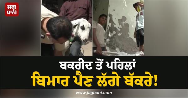 bakrid goats falling sick
