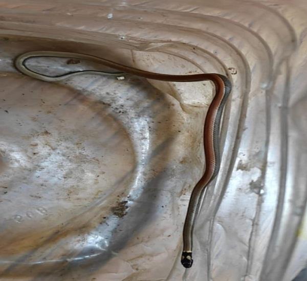 rare black headed coral snake rescued from panjab university