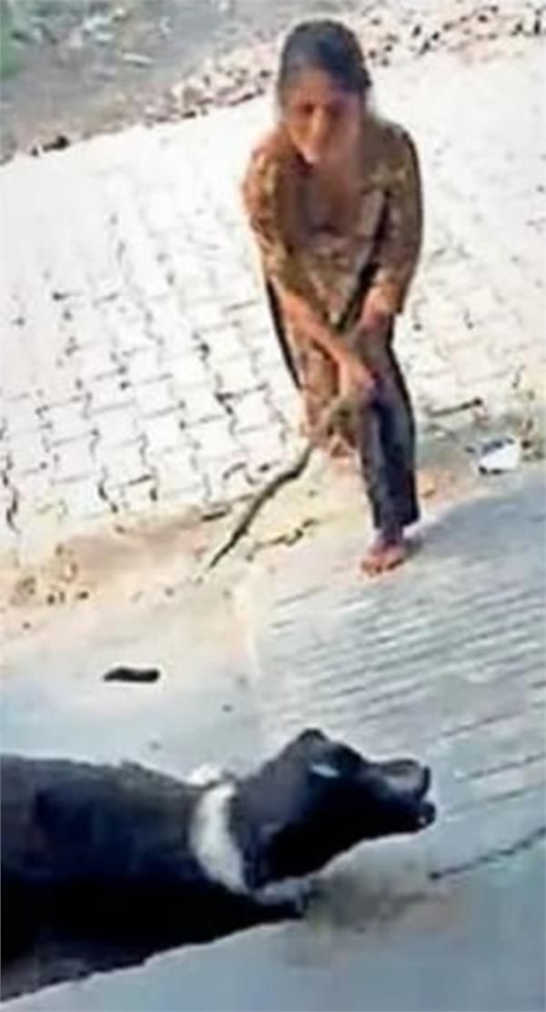 viral video fir