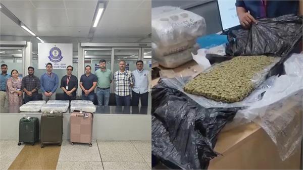 hi tech ganja worth rs 48 crore seized