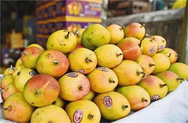 japan suspends fresh mango imports