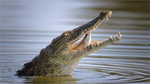 crocodile attack