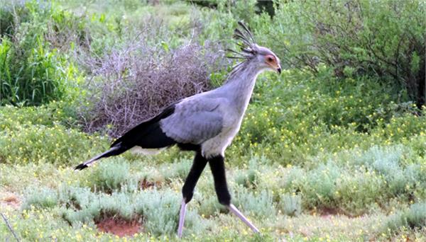 more than half of south africa  s birds of prey species have declined