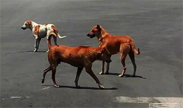 stray dog   kills baby in karnataka