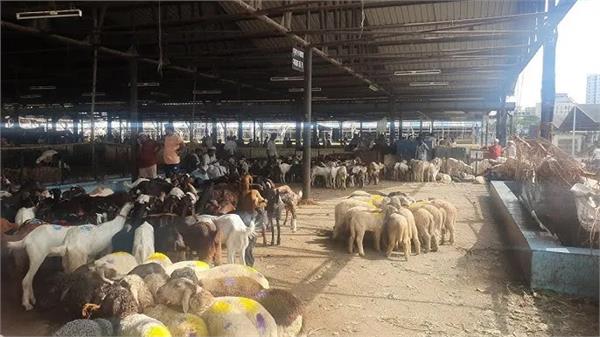 bmc permission 109 locations bakri eid animal slaughter
