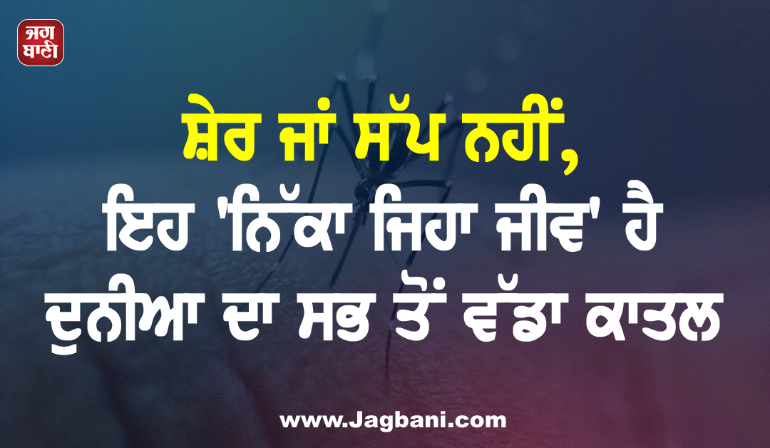 ਸ਼ੇਰ ਜਾਂ ਸੱਪ ਨਹੀਂ, ਇਹ ''ਨਿੱਕਾ ਜਿਹਾ ਜੀਵ'' ਹੈ ਦੁਨੀਆ ਦਾ ਸਭ ਤੋਂ ਵੱਡਾ ਕਾਤਲ, ਹਰ ਸਾਲ ਲੈਂਦਾ ਹੈ ਲੱਖਾਂ ਜਾਨਾਂ