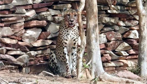 female leopard dies during treatment in kuno national park
