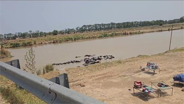 water released into beas river due to rising water level in pong dam