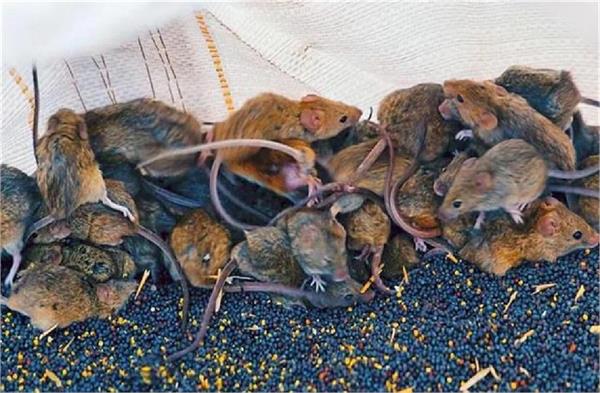 rat terror in australia  farmers   crops destroyed