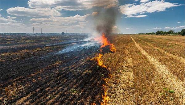 environment is being polluted due to incidents of stubble burning