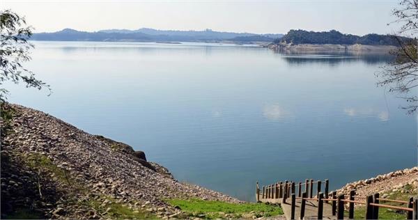 water level in pong dam has increased by 35 feet compared to last year