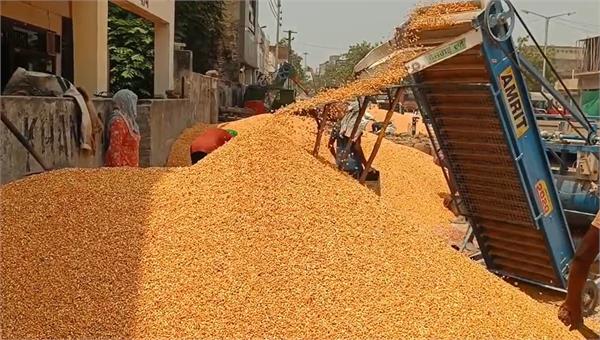 khanna mandi msp