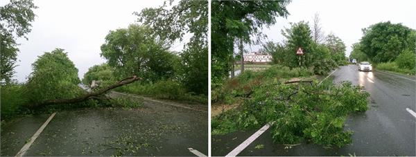 due to strong winds and storms  trees fell on the roads