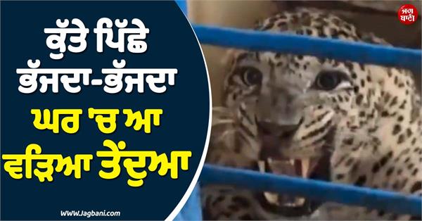 leopard in house