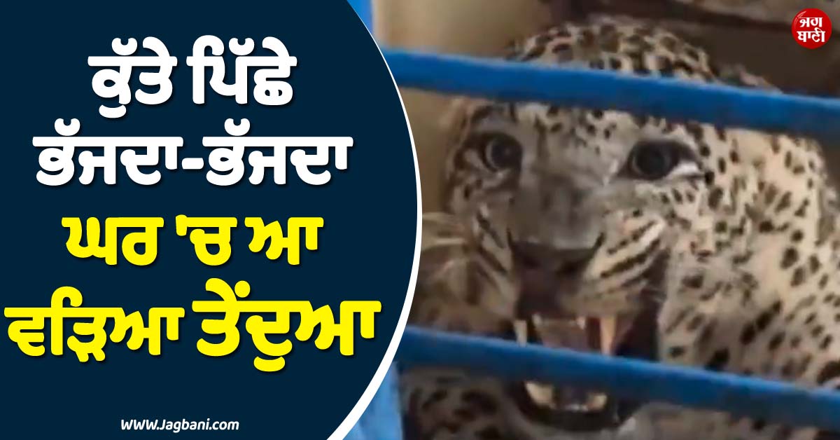 ਕੁੱਤੇ ਪਿੱਛੇ ਭੱਜਦਾ-ਭੱਜਦਾ ਘਰ ''ਚ ਆ ਵੜਿਆ ਤੇਂਦੁਆ ! ਨੀਲਗਿਰੀ ''ਚ ਮਚਿਆ ਹੜਕੰਪ
