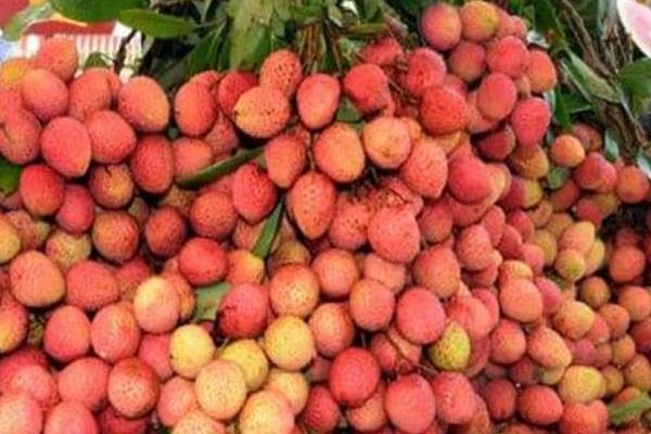 hoshiarpur  s litchi reaches oman for the first time