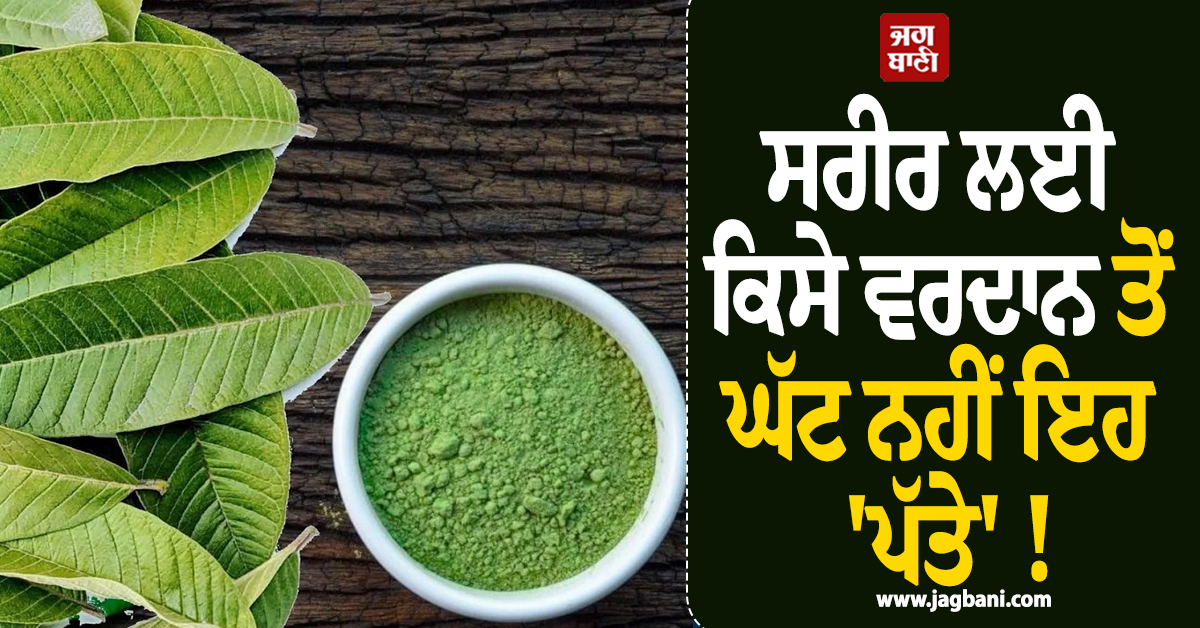 ਸਰੀਰ ਲਈ ਕਿਸੇ ਵਰਦਾਨ ਤੋਂ ਨਹੀਂ ਇਹ 'ਪੱਤੇ' ! ਜਾਣ ਲਓ ਇਸ ਦੇ ਹੈਰਾਨੀਜਨਕ ਫਾਇਦੇ