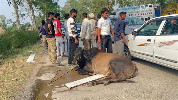 cattle smuggling attempt foiled