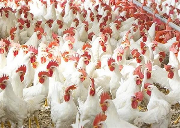 poultry industry increases  production will be reduced by 25 percent
