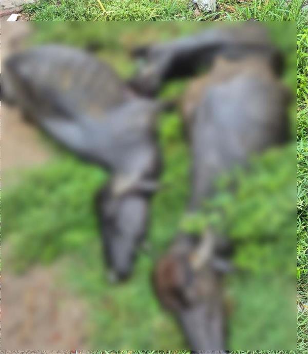 four buffaloes died due to electric shock
