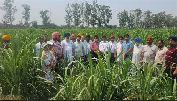 crop inspection is essential to protect against the pest called sugarcane louse