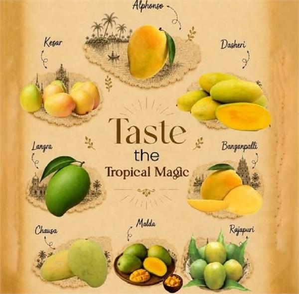ndian mangoes
