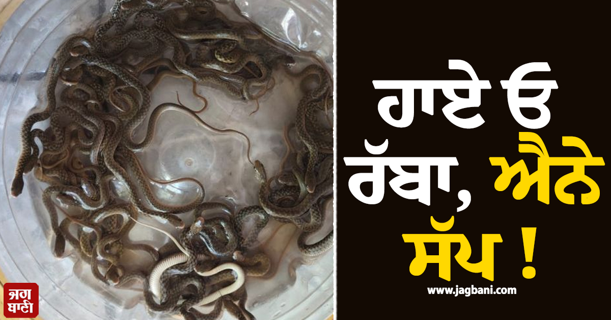 ਹਾਏ ਓ ਰੱਬਾ, ਐਨੇ ਸੱਪ ! ਪਾਣੀ ਦੀ ਟੈਂਕੀ ਖੋਲ੍ਹਦੇ ਹੀ ਪਰਿਵਾਰ ਦੇ ਉੱਡ ਗਏ ਹੋਸ਼