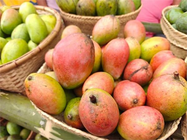 uae  sundarja mango  rewa  gi tag