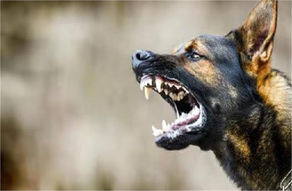 the terror of stray dogs in una