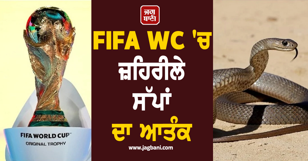 FIFA WC 'ਚ ਜ਼ਹਿਰੀਲੇ ਸੱਪਾਂ ਦਾ ਆਤੰਕ, ਵਾਲ-ਵਾਲ ਬਚੀ ਜਰਮਨੀ ਦੀ ਟੀਮ, ਹੋਰਨਾਂ ਦੇਸ਼ਾਂ ਨੇ ਵੀ ਜਤਾਈ ਚਿੰਤਾ