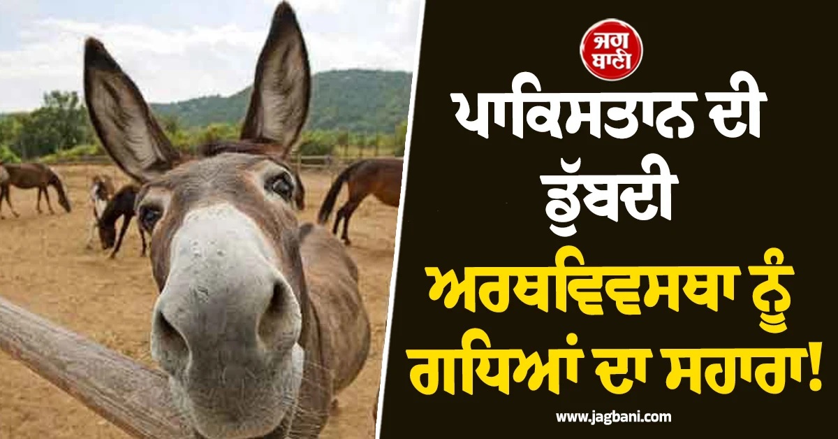 ਪਾਕਿਸਤਾਨ ਦੀ ਡੁੱਬਦੀ ਅਰਥਵਿਵਸਥਾ ਨੂੰ ਗਧਿਆਂ ਦਾ ਸਹਾਰਾ! ਇੰਝ ਹੋਵੇਗੀ ਕਮਾਈ