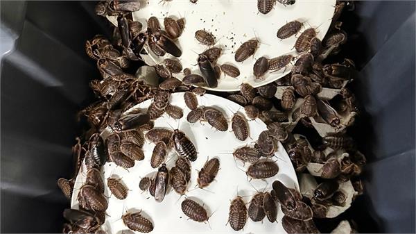 cockroaches seized in australia