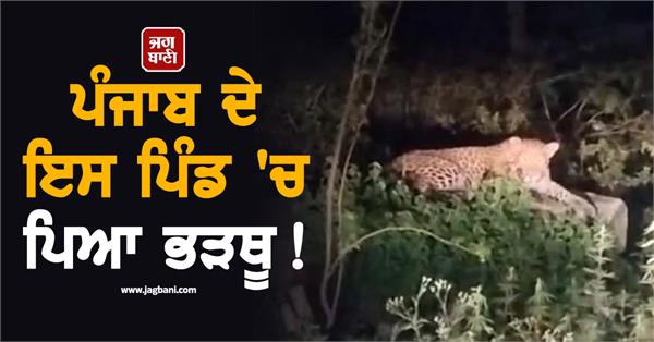 leopard seen on mukerian hajipur road video went viral