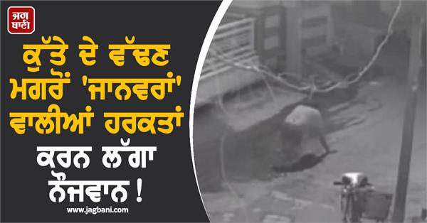 dog  rabies  young  animal  cctv  road