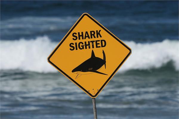 spearfisher killed in fatal shark attack