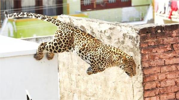 three injured in leopard attack in rajasthan  s alwar