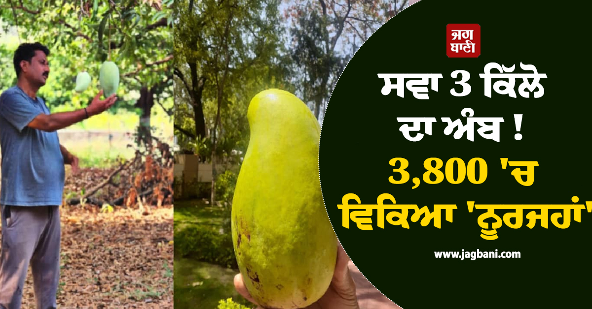 ਸਵਾ 3 ਕਿੱਲੋ ਦਾ ਅੰਬ ! 3,800 'ਚ ਵਿਕਿਆ 'ਨੂਰਜਹਾਂ'