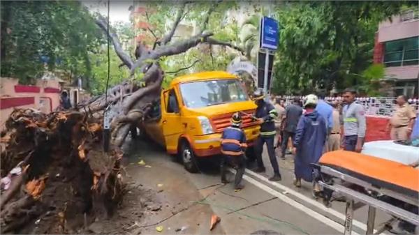 tree falls on school van full of students