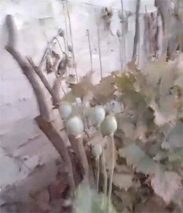nir starts opium cultivation in jalandhar north