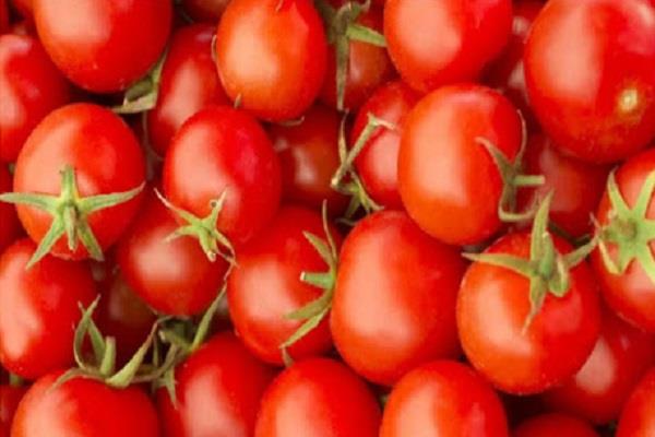 tomatoes ruin kitchen budget  price crosses 70  government announces plan