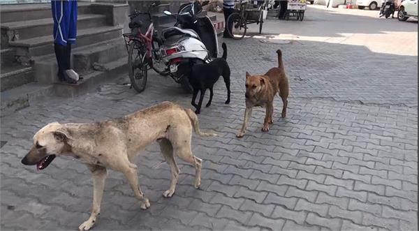 terror of stray dogs in khanna
