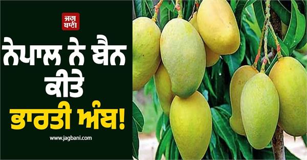 nepal bans indian mangoes 