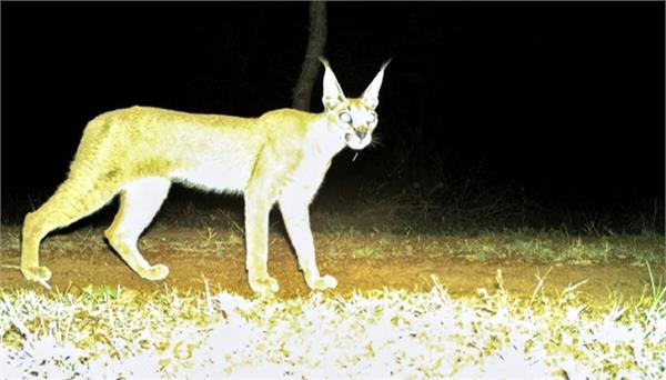 rare wild cat seen after decades