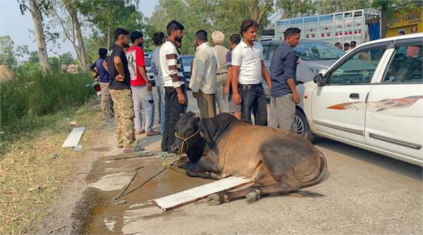 police foil cattle smuggling attempt near narot jaimal singh