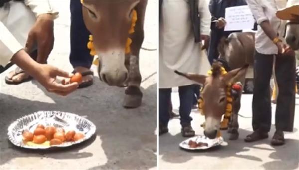 donkeys fed gulab jamun in bhopal
