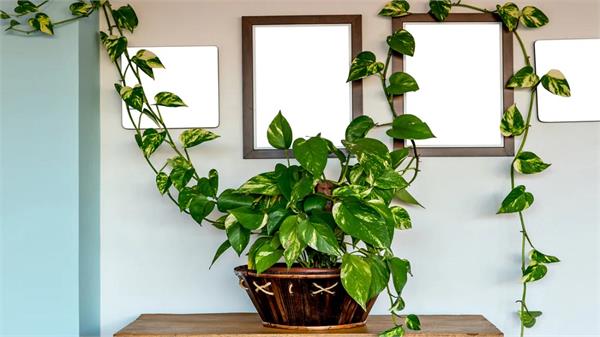 money plant in the house will change your luck